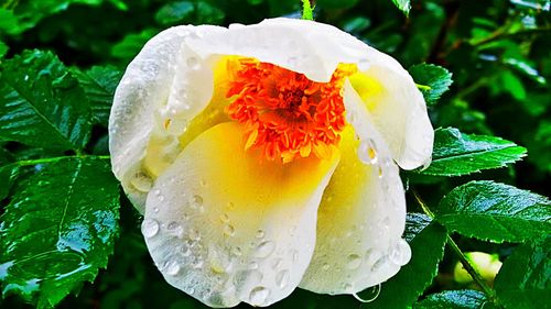 Close-up of wet white flower blooming outdoors