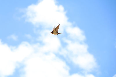 Low angle view of bird flying against sky