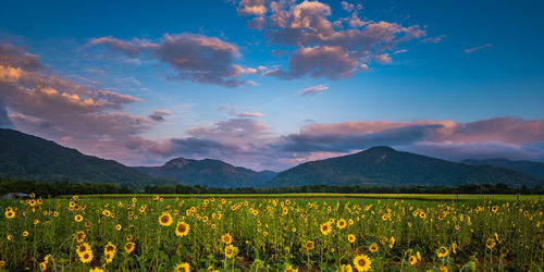 Scenic view of oilseed rape field against sky