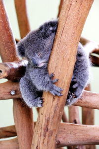 Low angle view of koala sleeping on wooden structure