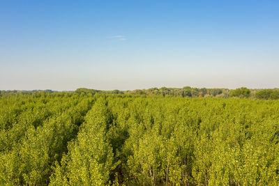 Scenic view of agricultural field against clear sky