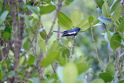 Bird perching on a plant