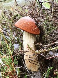 Close-up of mushroom growing on field