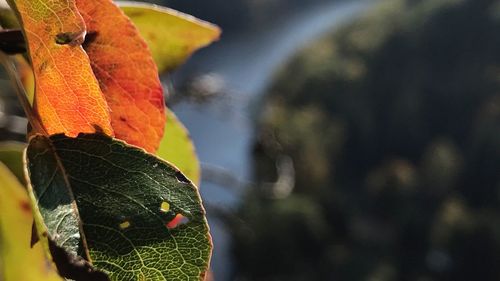 Close-up of orange maple leaf during autumn