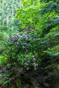 Plants growing in forest