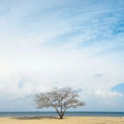 Tree by sea against sky