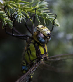 Close-up of insect on plant