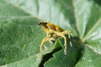 Close-up of insect on plant