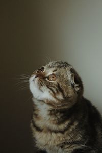 Scottish fold kitten