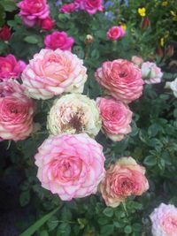 Close-up of pink roses blooming outdoors