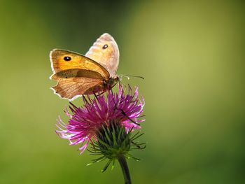 Close-up of butterfly on thistle