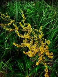 Close-up of yellow flowering plants on field