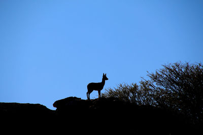 Low angle view of silhouette birds against clear blue sky