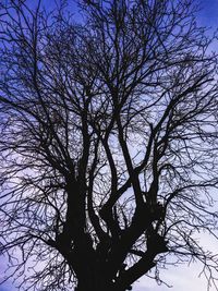 Low angle view of silhouette bare tree against clear sky
