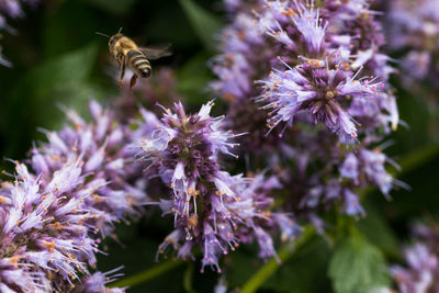 Close-up of bee pollinating on purple flowers