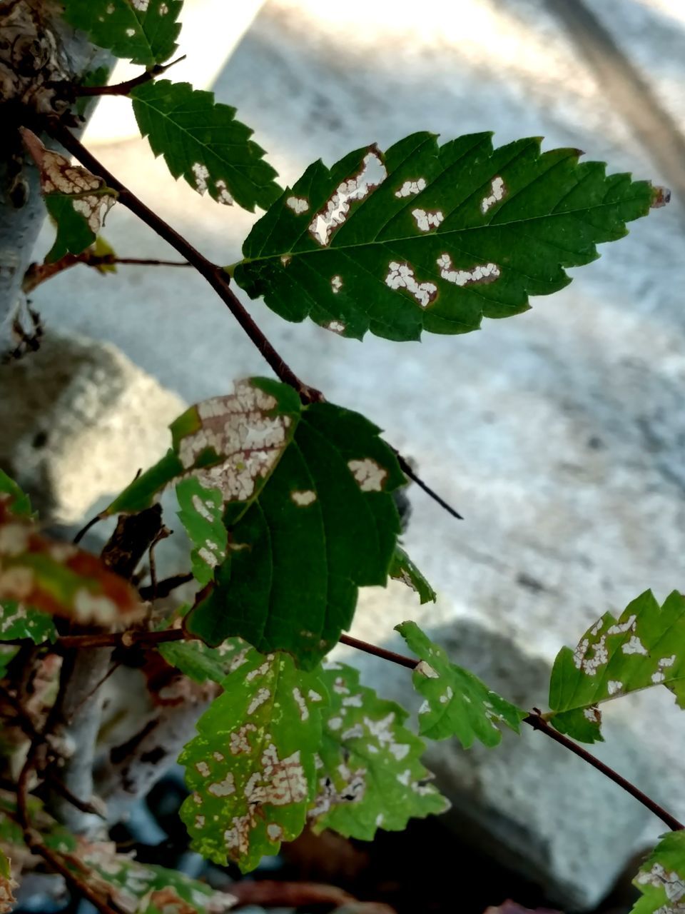 leaf, growth, plant, nature, beauty in nature, no people, close-up, day, outdoors, freshness, branch, fragility, tree, sky