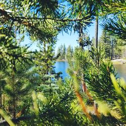 Close-up of pine tree against blue sky