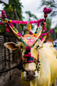 Portrait of sacred cow 