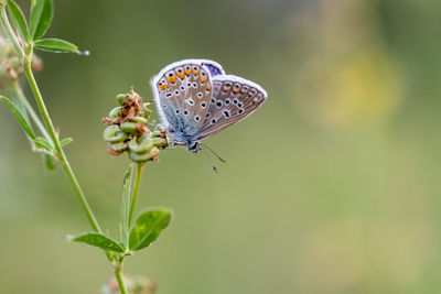 Close-up of butterfly pollinating on plants