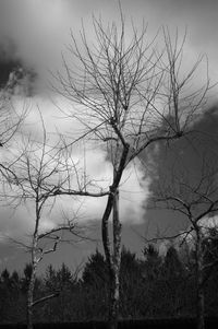 Bare tree on landscape against sky