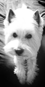 Close-up portrait of a dog