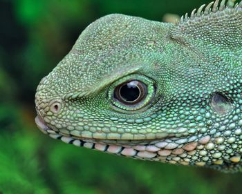 Close-up of lizard