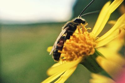 Close-up of bee pollinating on yellow flower