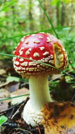 Close-up of fly agaric mushroom