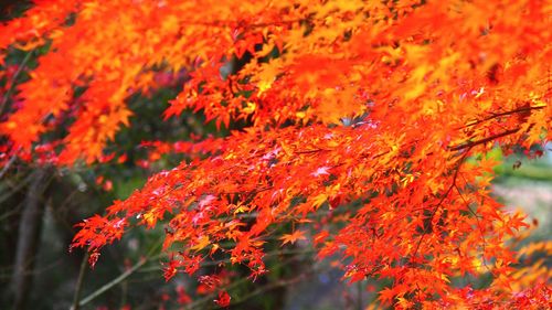 Red leaves on tree branch
