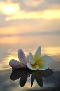 Close-up of flowering plant against sky during sunset