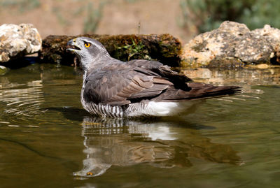 Side view of a duck in lake