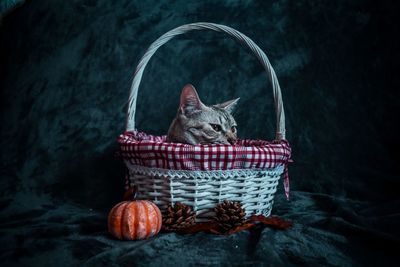 Cat sitting in basket