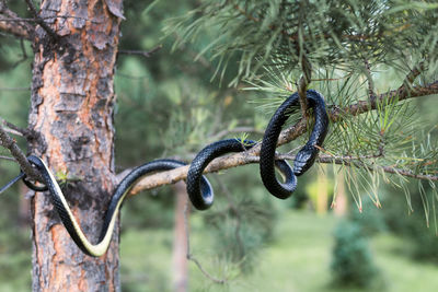 A snake lurks on a branch of a coniferous tree.