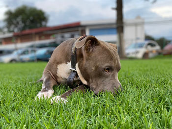 Dog lying on grass