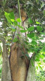 Low angle view of lizard on tree