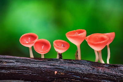 Close-up of wet red chili peppers on wood