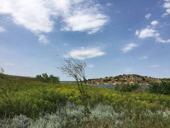 Scenic view of field against sky