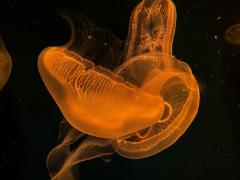 Close-up of jellyfish swimming in sea