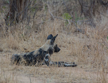 Side view of hyena sitting on field