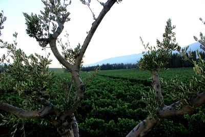 Trees on field