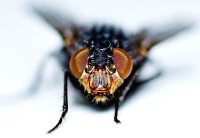 Close-up of fly 