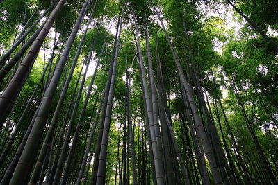 Low angle view of trees in forest