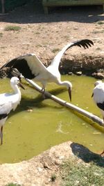 High angle view of birds in lake