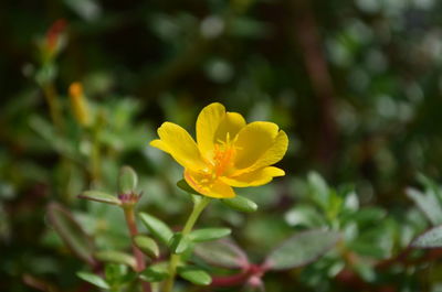 Close-up of yellow flowering plant