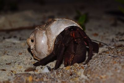 Close-up of crab on sand at beach