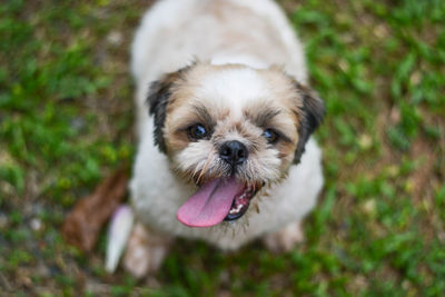 Close-up portrait of dog on field