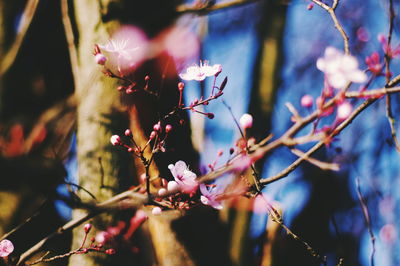 Close-up of flower tree
