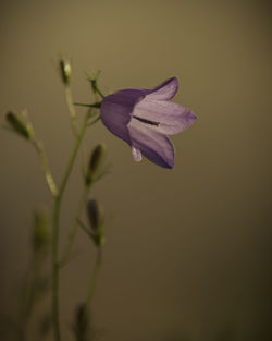 Close-up of purple flower