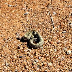 High angle view of snake on rock