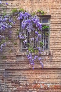 Purple flowering plants against building